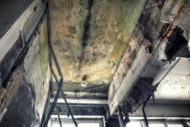 Why You Should Choose Our Mold Remediation Services in Woodbury, NY